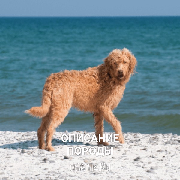 Лабрадудль - описание породы