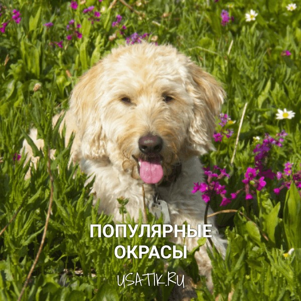 Популярные окрасы лабрадудлей