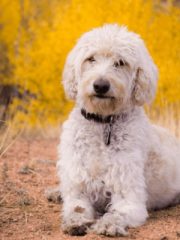 Лабрадудль