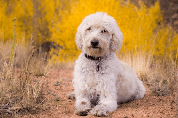 Лабрадудль