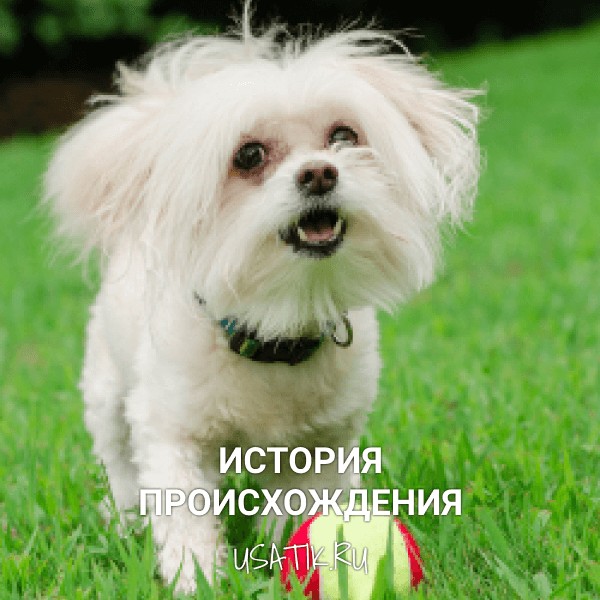 История происхождения мальтипу