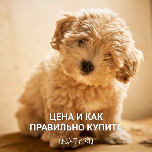 Мальтипу - цена и как правильно купить