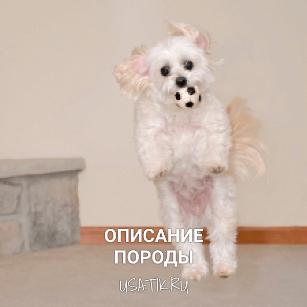 Мальтипу - описание породы