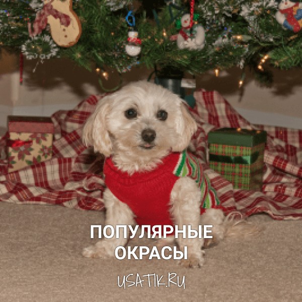 Популярные окрасы мальтипу