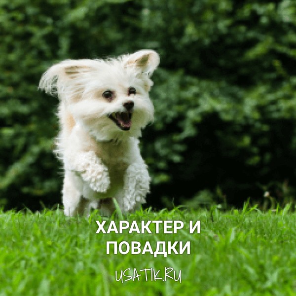 Характер и повадки мальтипу