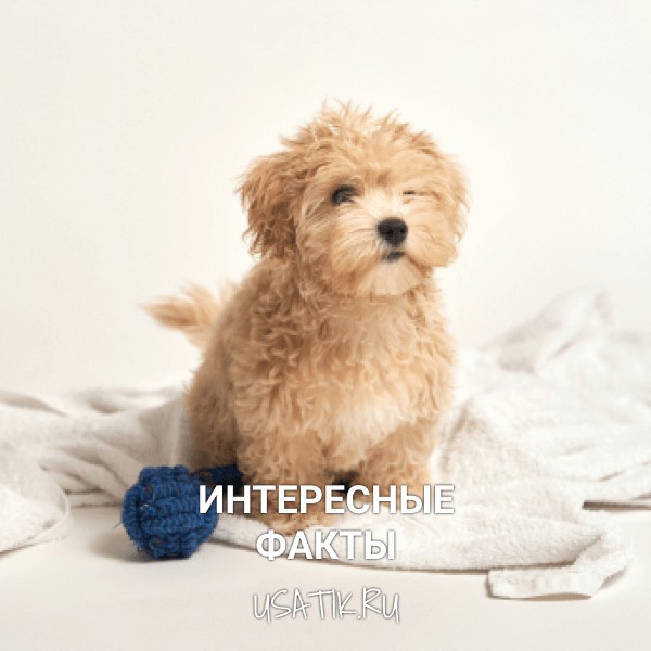 Интересные факты о мальтипу