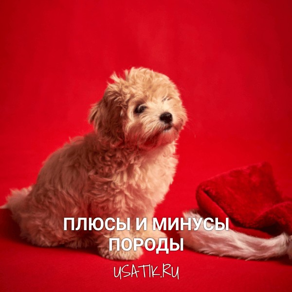 Плюсы и минусы мальтипу