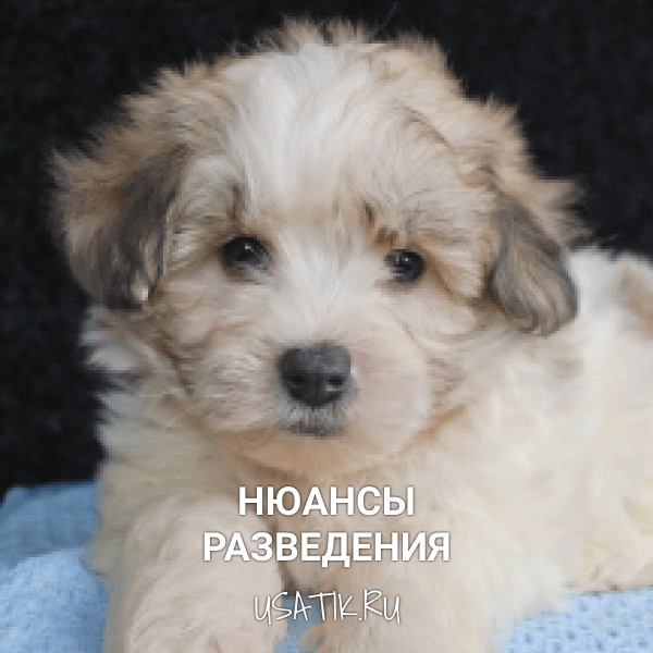 Разведение мальтипу