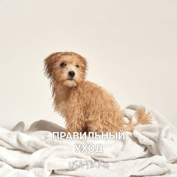 Уход за мальтипу