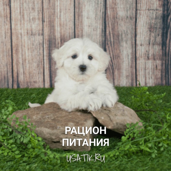 Рацион питания мальтипу