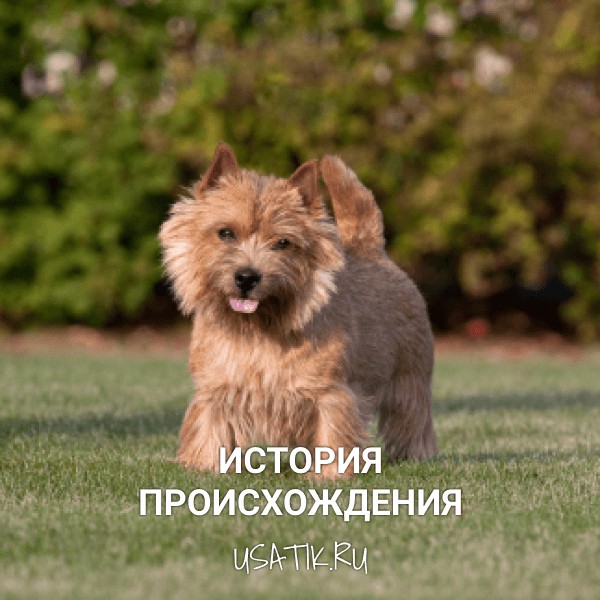 История происхождения норвич-терьеров