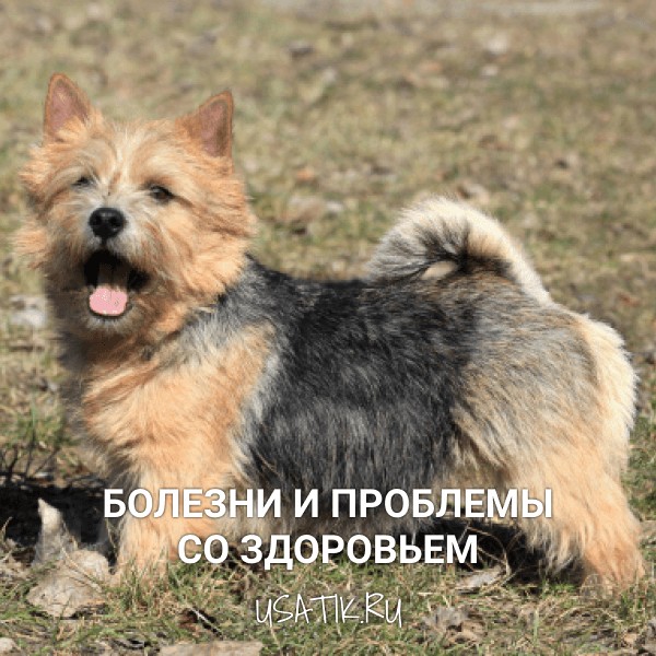 Болезни и проблемы со здоровьем