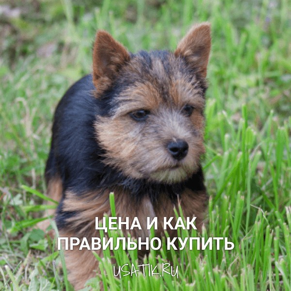 Норвич-терьер — цена и как правильно купить