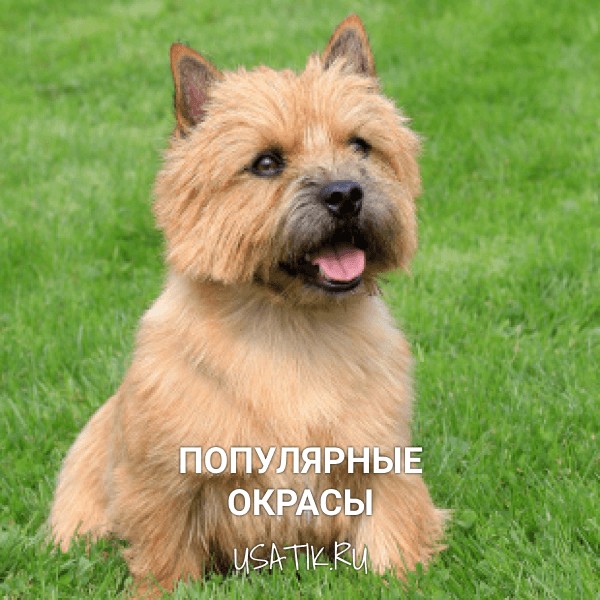 Популярные окрасы норвич-терьеров