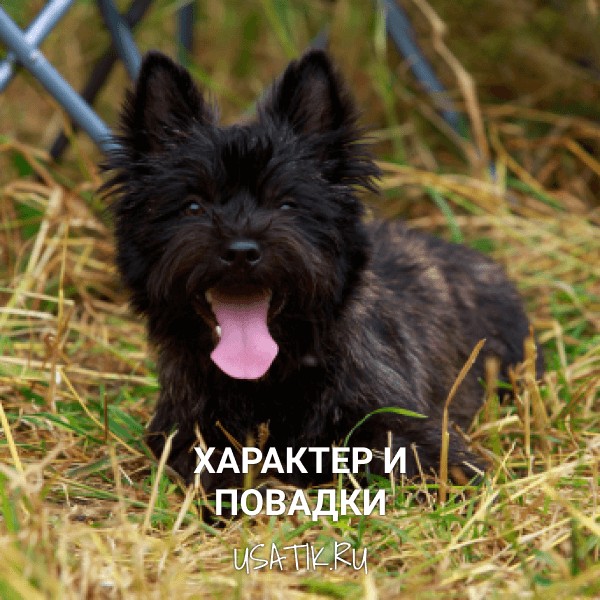 Характер и повадки норвич-терьеров