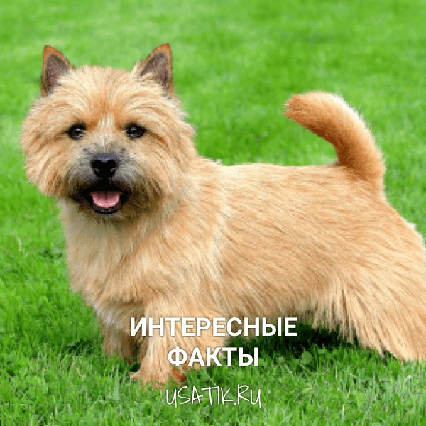 Интересные факты о норвич-терьерах