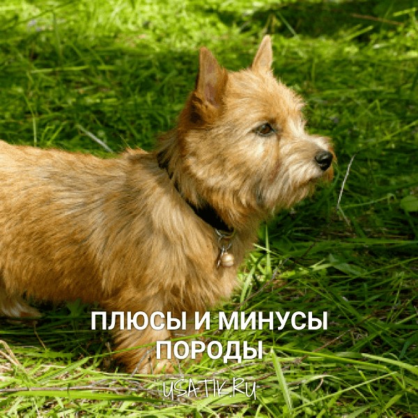 Плюсы и минусы норвич-терьеров