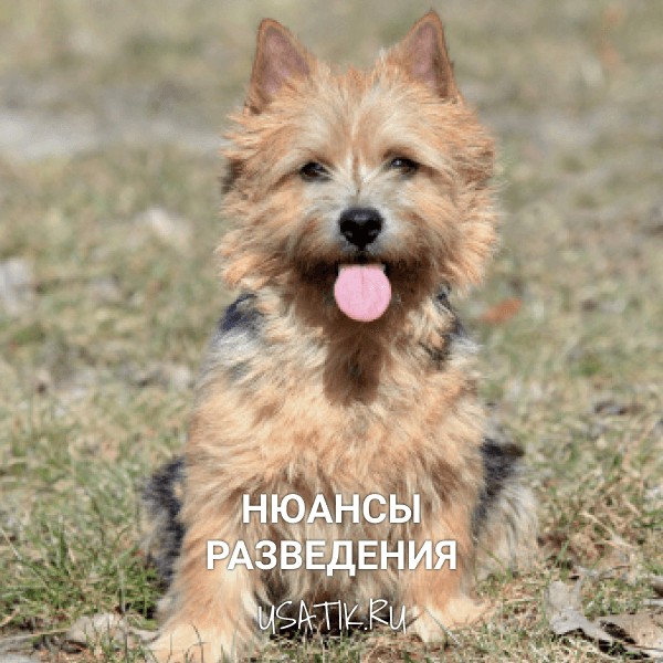 Разведение норвич-терьеров
