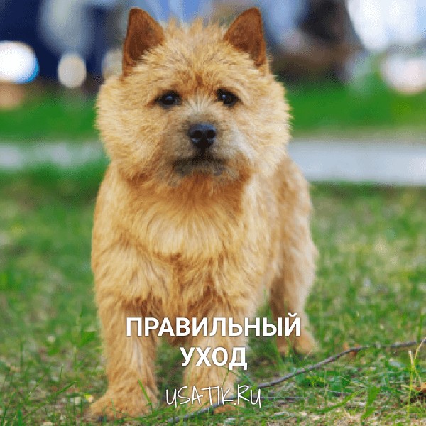 Уход за норвич-терьерами