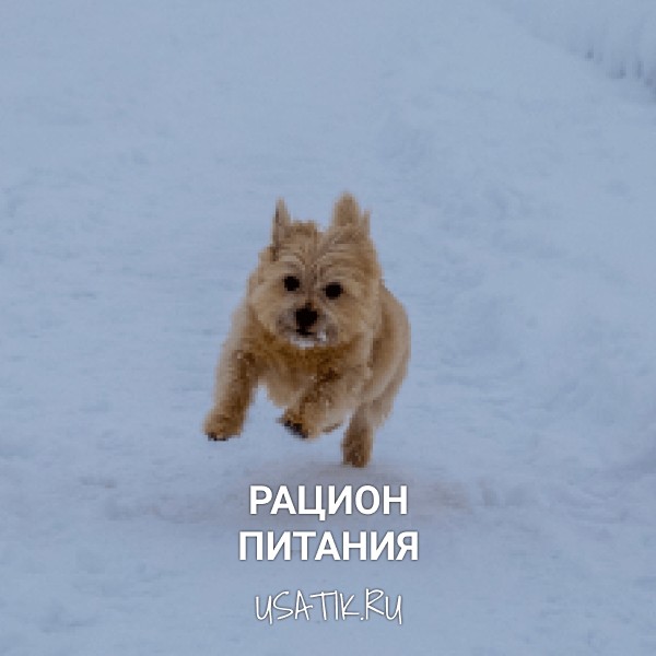 Рацион питания норвич-терьеров