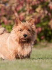 Норвич-терьер