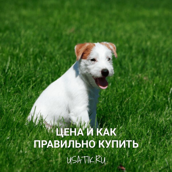 Парсон-рассел-терьер - цена и как правильно купить