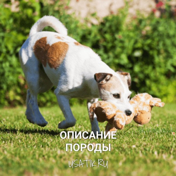 Парсон-рассел-терьер - описание породы