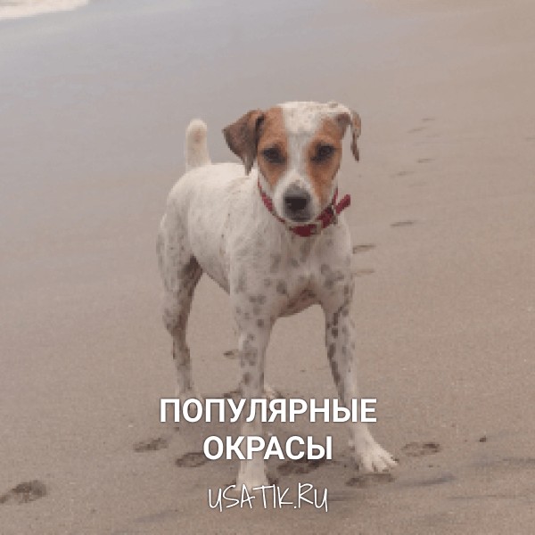 Популярные окрасы парсон-рассел-терьеров