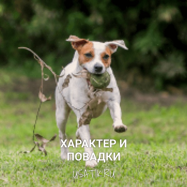 Характер и повадки парсон-рассел-терьеров