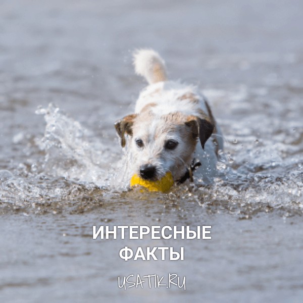 Интересные факты о парсон-рассел-терьерах
