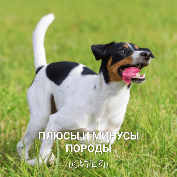 Плюсы и минусы парсон-рассел-терьеров