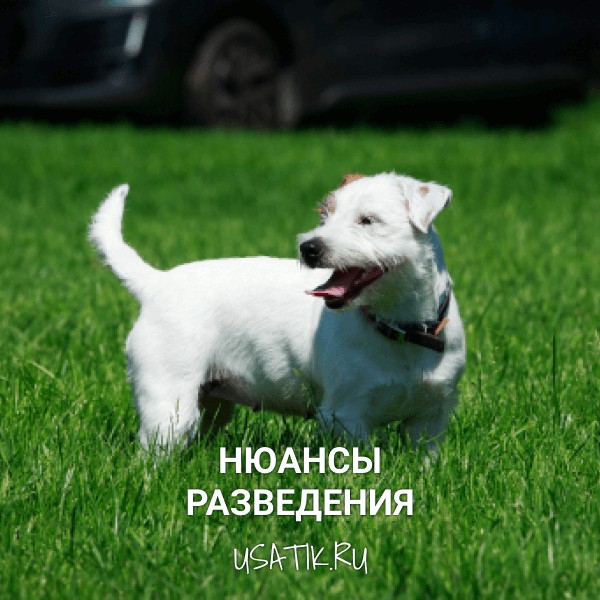 Разведение парсон-рассел-терьеров