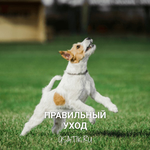 Уход за парсон-рассел-терьерами