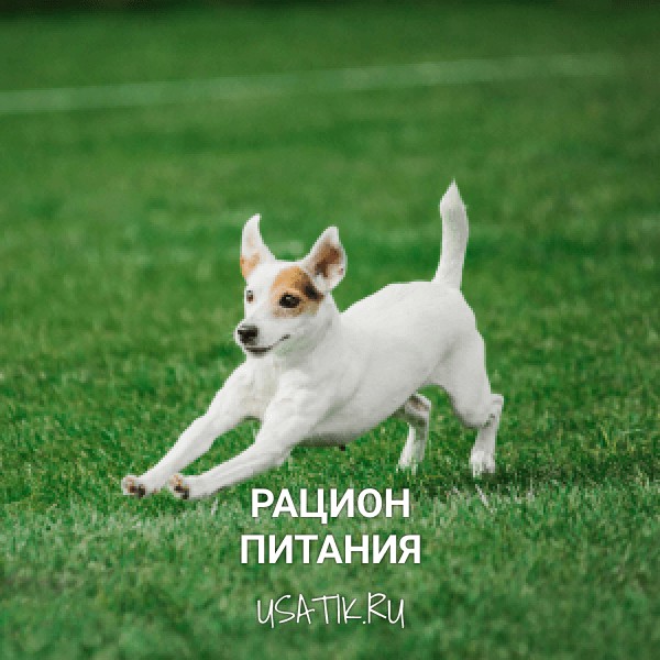 Рацион питания парсон-рассел-терьеров