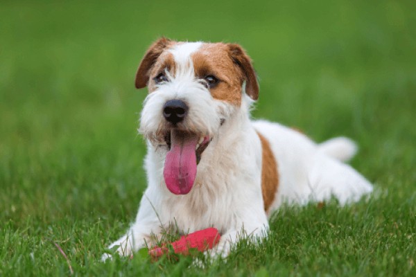 Парсон-рассел-терьер