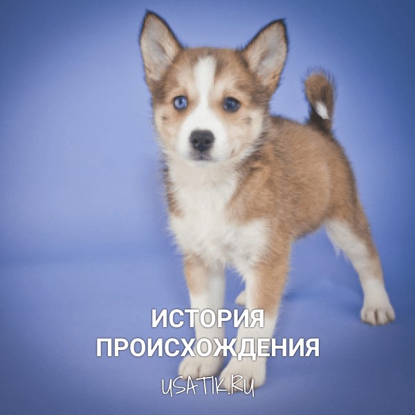 История происхождения помски