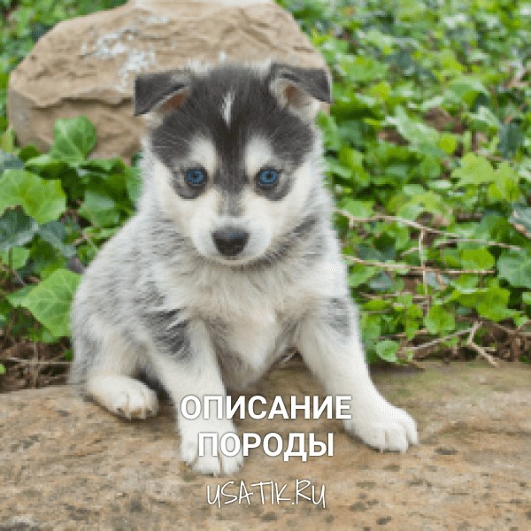 Помски - описание породы