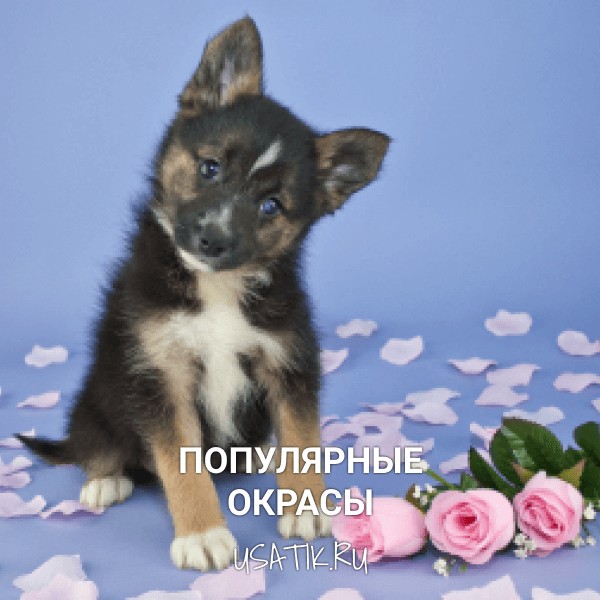 Популярные окрасы помски