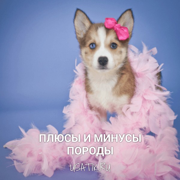 Плюсы и минусы помски