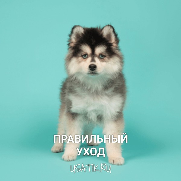 Уход за помски