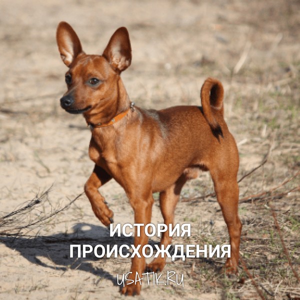 История происхождения русских тоев