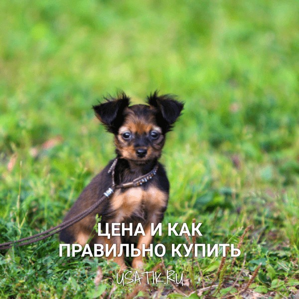 Русский той - цена и как правильно купить