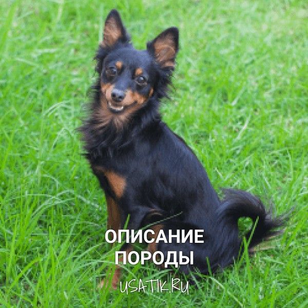 Русский той - описание породы