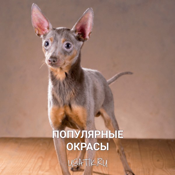 Популярные окрасы русских тоев