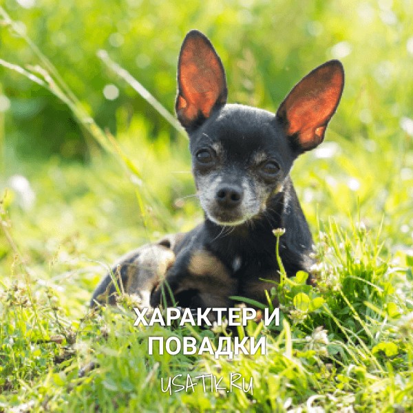 Характер и повадки русских тоев