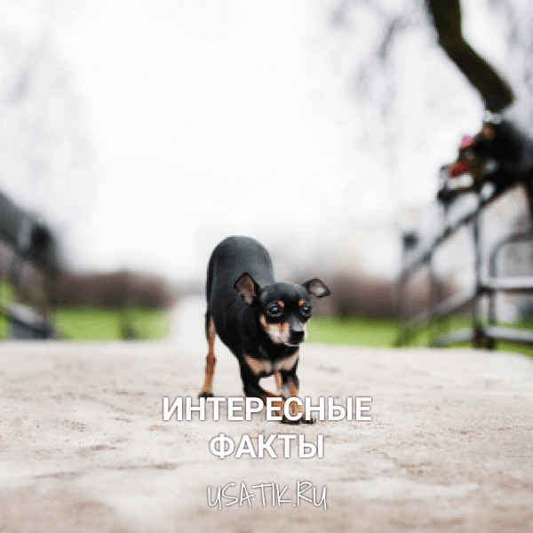 Интересные факты о русских тоях