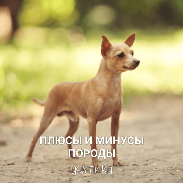 Плюсы и минусы русских тоев