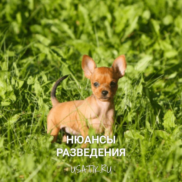 Разведение русских тоев