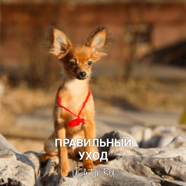 Уход за русскими тоями