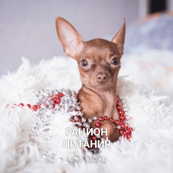 Рацион питания русских тоев